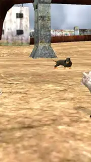 HomelessCat capture 4