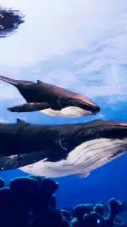 The Humpback Whales capture 3