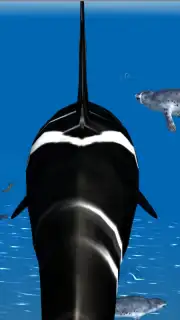 Orca Simulator capture 4