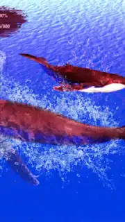 The Humpback Whales capture 21