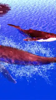 The Humpback Whales capture 11