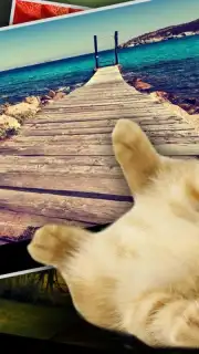 Find Kitten capture 2
