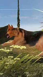 German Shepherd Simulator capture 2