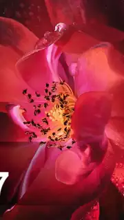 Oppo F7 Launcher - Themes and Wallpapers capture 2