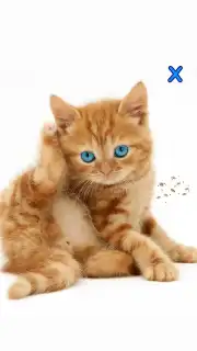 Talking, Dancing Cat. capture 2