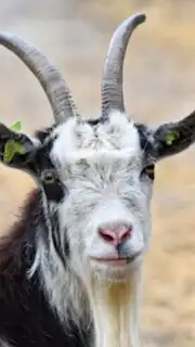 Goat Sounds capture 4