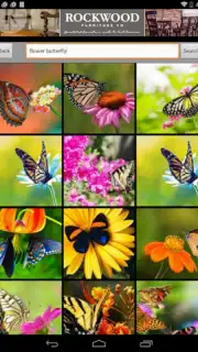 Butterfly Flower for DoodleTex capture 3