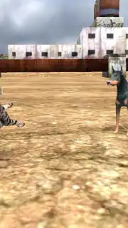 HomelessCat capture 5