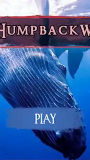 The Humpback Whales capture 4