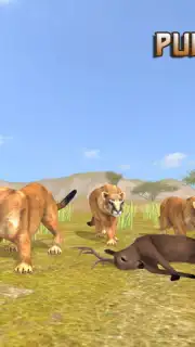 Puma Survival capture 6