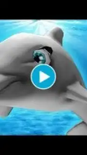 My Dolphin Show capture 1
