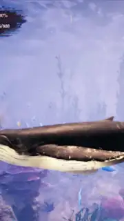 The Humpback Whales capture 22