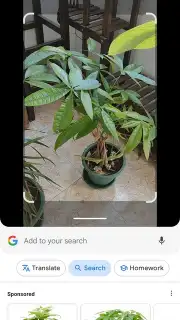 Google Lens capture 2