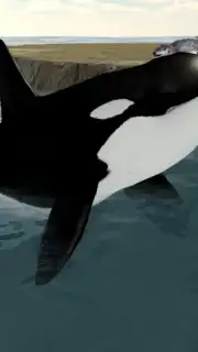 Orca Simulator capture 6