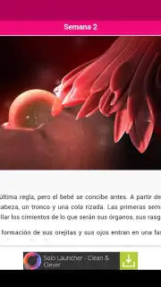 Semanas Embarazo capture 12
