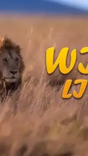Lion Simulator Animal Games 3d capture 1