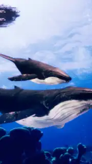 The Humpback Whales capture 18
