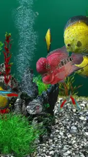 AquaLife 3D capture 5
