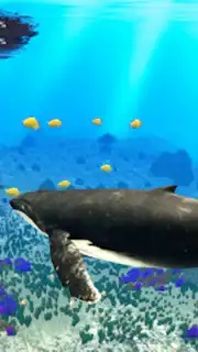 The Humpback Whales capture 15