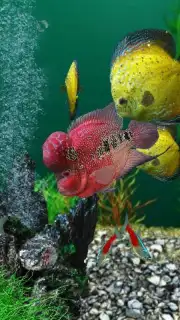AquaLife 3D capture 1