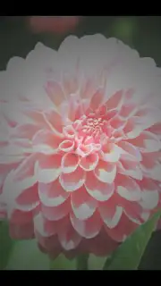 After Effect capture 5