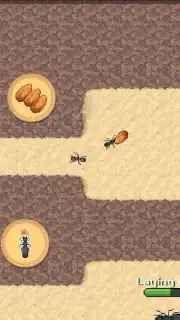 Pocket Ants capture 2