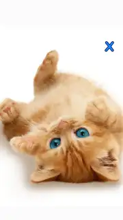 Talking, Dancing Cat. capture 6