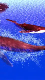 The Humpback Whales capture 6