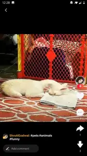 Zili capture 7