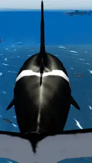Orca Simulator capture 3