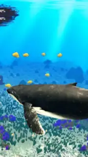 The Humpback Whales capture 1