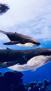 The Humpback Whales capture 17