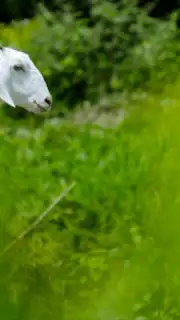 Goat Sounds capture 1