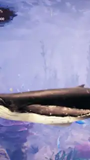 The Humpback Whales capture 13