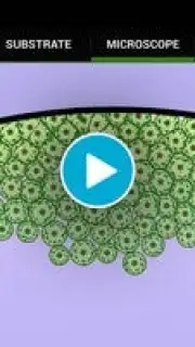 Cell Lab capture 1