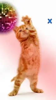 Talking, Dancing Cat. capture 4