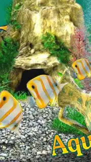 AquaLife 3D capture 8