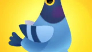 Pigeon Pop