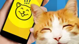 Кошачий язык