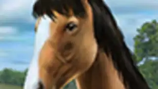 My Horse