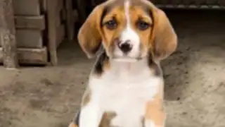 My Pet Animal Shelter World