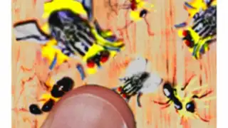 Ant Smash Game
