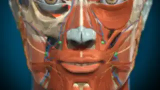 3D Anatomy Learning