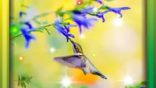 Colibri Spring 3D LWP