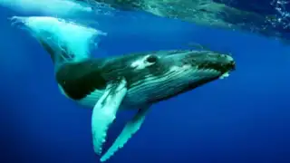 The Humpback Whales