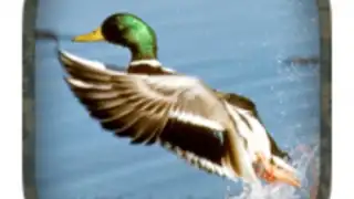 Duck Hunting Calls