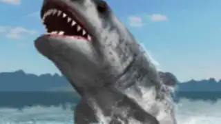 Great White Shark Survival