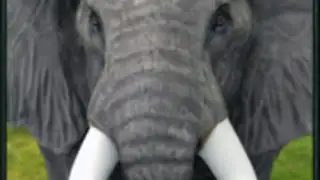 Wild Elephant Simulator