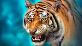 The Tiger
