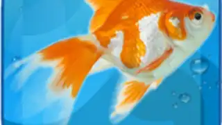 AquaLife 3D
